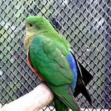 Australian King Parrot female 1440