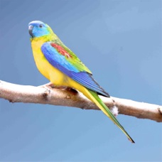 Australian Turquoisine Parrot R1646