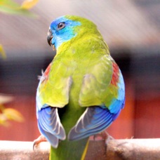 Australian Turquoisine Parrot 2010