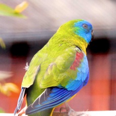 Australian Turquoisine Parrot 2011