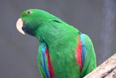 Eclectus Parrot male 1371