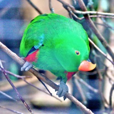 Eclectus Parrot male 1744
