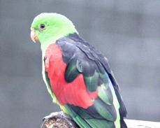 Red-winged Parrot 1826