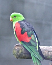 Red-winged Parrot 1827