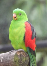 Red-winged Parrot 1865