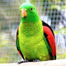 Red-winged Parrot 1715