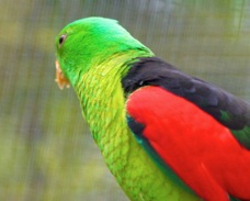 Red-winged Parrot 1718