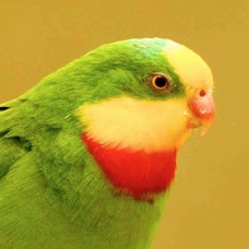 Superb Parrot 5141