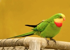 Superb Parrot 5140
