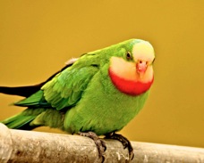 Superb Parrot 5144