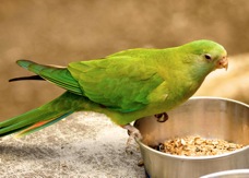 Superb Parrot juvenile 4896