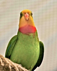 Superb Parrot 5131