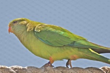 Superb Parrot juvenile 5051
