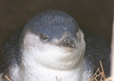 Blue Penguin 2234