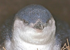 Blue Penguin 2241