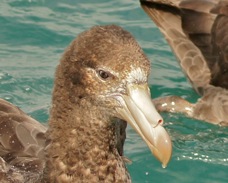 Northern Giant Petrel 8638