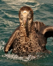 Northern Giant Petrel 8583