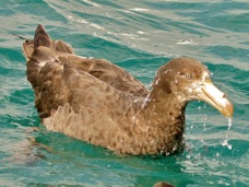 Northern Giant Petrel 8621