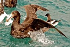 Northern Giant Petrel 8632