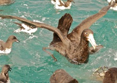 Northern Giant Petrel 8637
