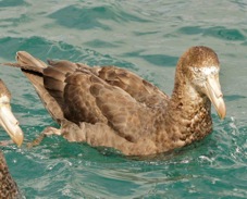 Northern Giant Petrel 8639