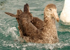 Northern Giant Petrel 8677