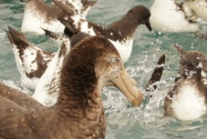 Northern Giant Petrel 8751