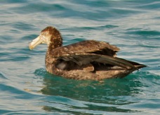 Northern Giant Petrel 8523