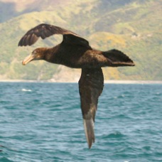 Northern Giant Petrel 8537