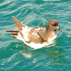 Cape Pigeon Petrel 8381