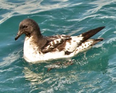 Cape Pigeon Petrel 8508