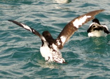 Cape Pigeon Petrel 8524