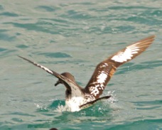 Cape Pigeon Petrel 8560