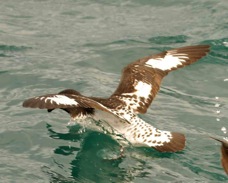Cape Pigeon Petrel 8707