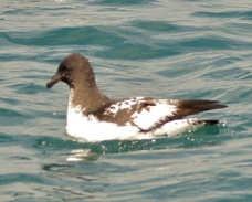 Cape Pigeon Petrel 8564