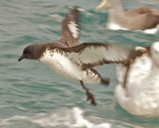 Cape Pigeon Petrel 8650