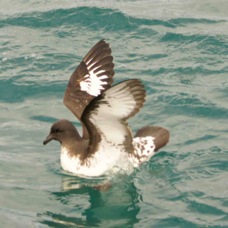 Cape Pigeon Petrel 8651