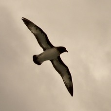 Cape Pigeon Petrel 9067