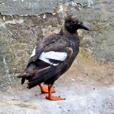 Pigeon Guillemont 9183