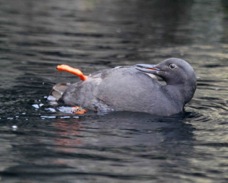 Pigeon Guillemont preening in the water 9112