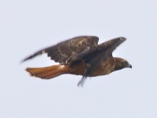 Red-tailed Hawk 2775