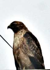 Red-tailed Hawk 2806