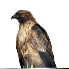 Red-tailed Hawk 2809