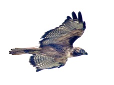 Red-tailed Hawk  2780
