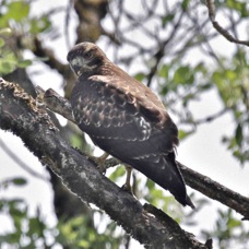 Red-tailed Hawk 7572