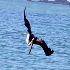 Brown Pelican feeding 2538