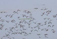 Western Sandpiper flock 8596