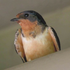Barn Swallow 7359
