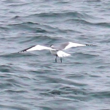 Arctic Tern 0152