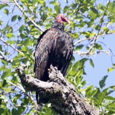 Turkey Vulture 7272